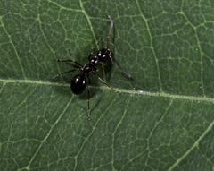 Formica neogagates
