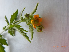 Geum × aurantiacum
