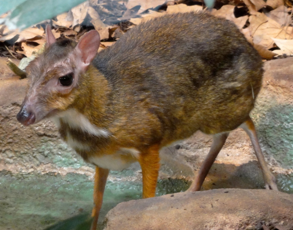 java mouse deer size