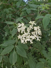 Sambucus nigra