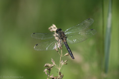 Leucorrhinia frigida