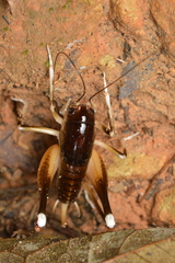 Apotetamenus amazonae
