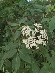 Sambucus nigra