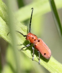Tetraopes quinquemaculatus