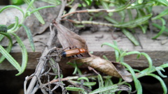 Nacerdes melanura