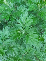 Artemisia vulgaris