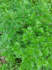 Artemisia vulgaris