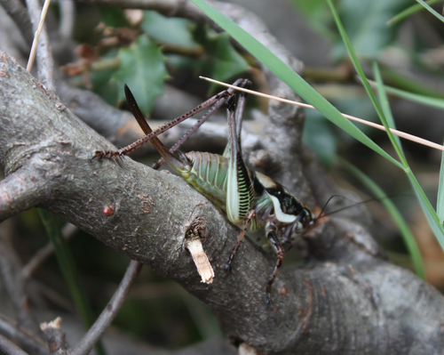 Gargano Marbled Bush-cricket