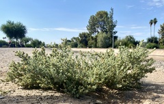 Atriplex elegans