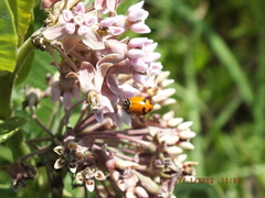 Hippodamia glacialis