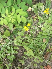 Lysimachia nummularia