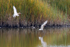 Limosa limosa