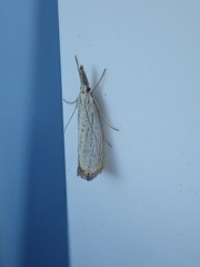 Agriphila plumbifimbriellus