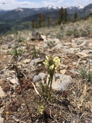 Pedicularis parryi