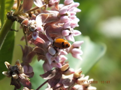 Hippodamia glacialis
