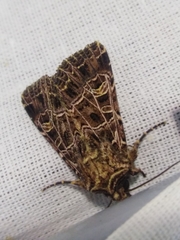 Sideridis reticulata