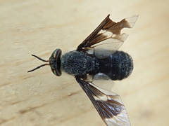 Chrysops carbonarius