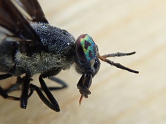 Chrysops carbonarius