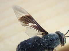 Chrysops carbonarius