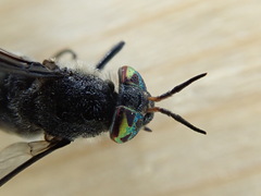 Chrysops carbonarius