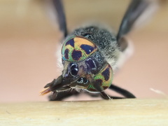 Chrysops carbonarius