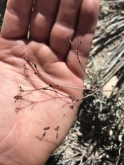 Eriogonum lonchophyllum