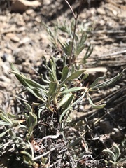Eriogonum lonchophyllum