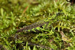 Sciaphilacris alata