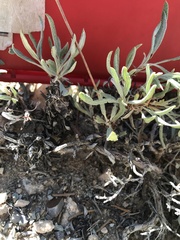Eriogonum lonchophyllum