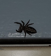 Platycryptus