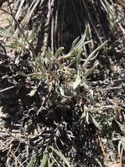 Eriogonum lonchophyllum