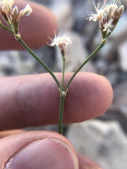 Eriogonum lonchophyllum