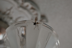 Mischocyttarus mexicanus