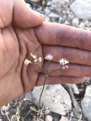 Eriogonum lonchophyllum