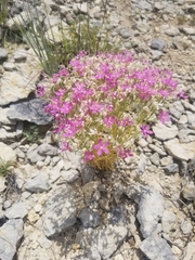 Zeltnera beyrichii