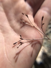 Eriogonum lonchophyllum