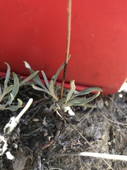 Eriogonum lonchophyllum