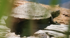 Graptemys ouachitensis