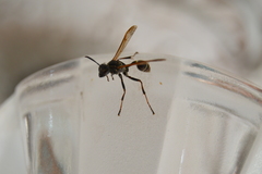 Mischocyttarus mexicanus