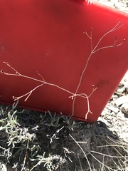 Eriogonum lonchophyllum