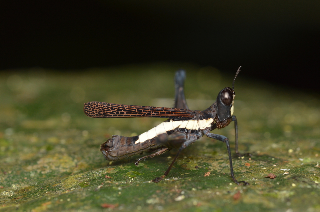 Pseudomastax personata