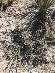 Eriogonum lonchophyllum
