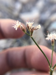 Eriogonum lonchophyllum