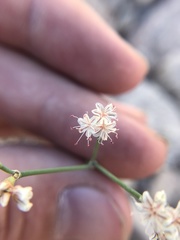 Eriogonum lonchophyllum