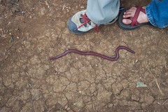 Scolecomorphus kirkii