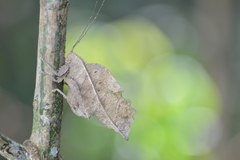 Typophyllum bolivari