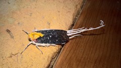Cerogenes auricoma