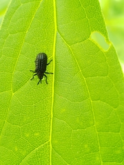 Microrhopala excavata