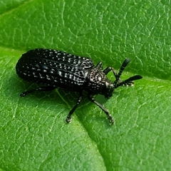 Microrhopala excavata