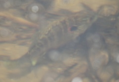 Lepomis peltastes